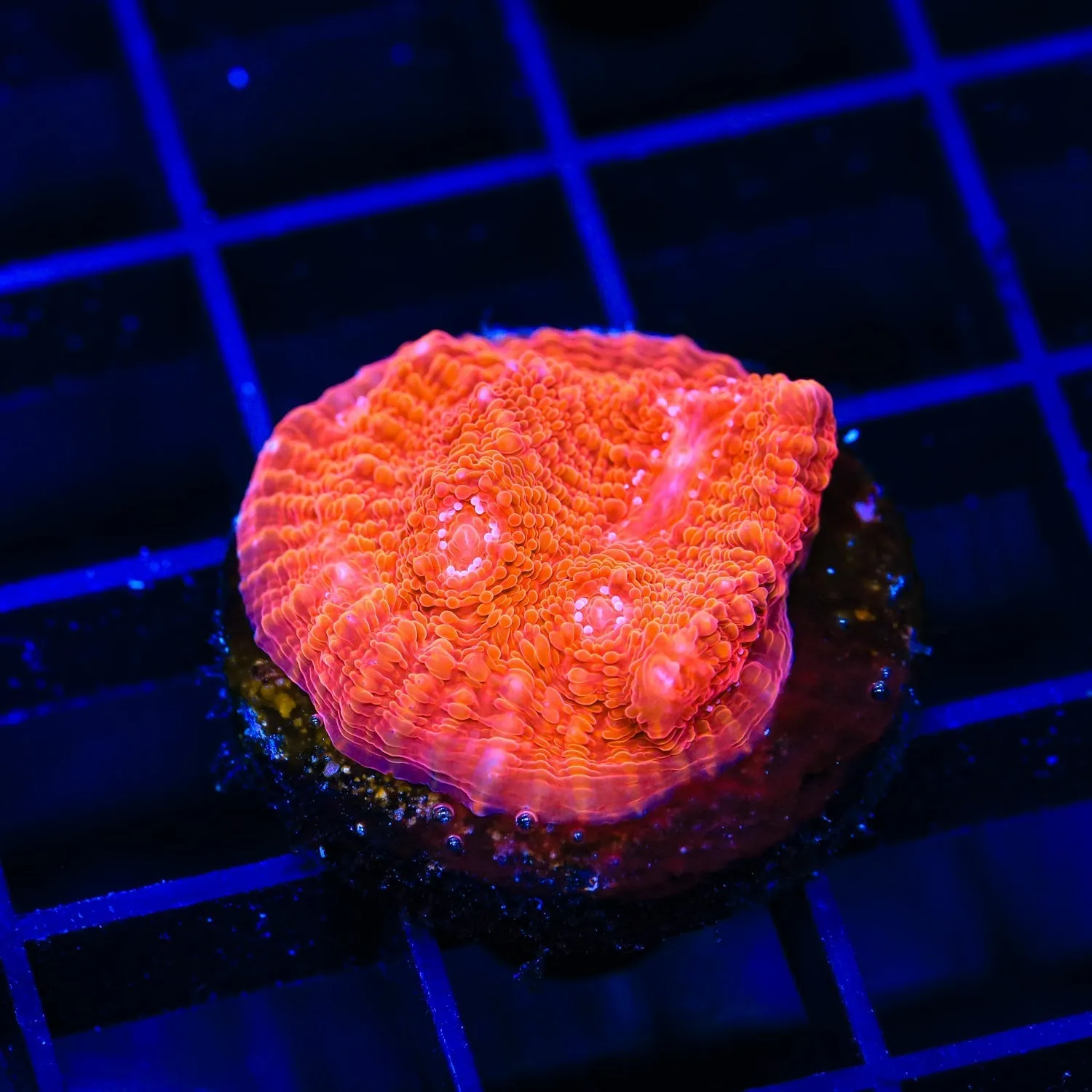 TSA Eye of Jupiter Chalice Coral